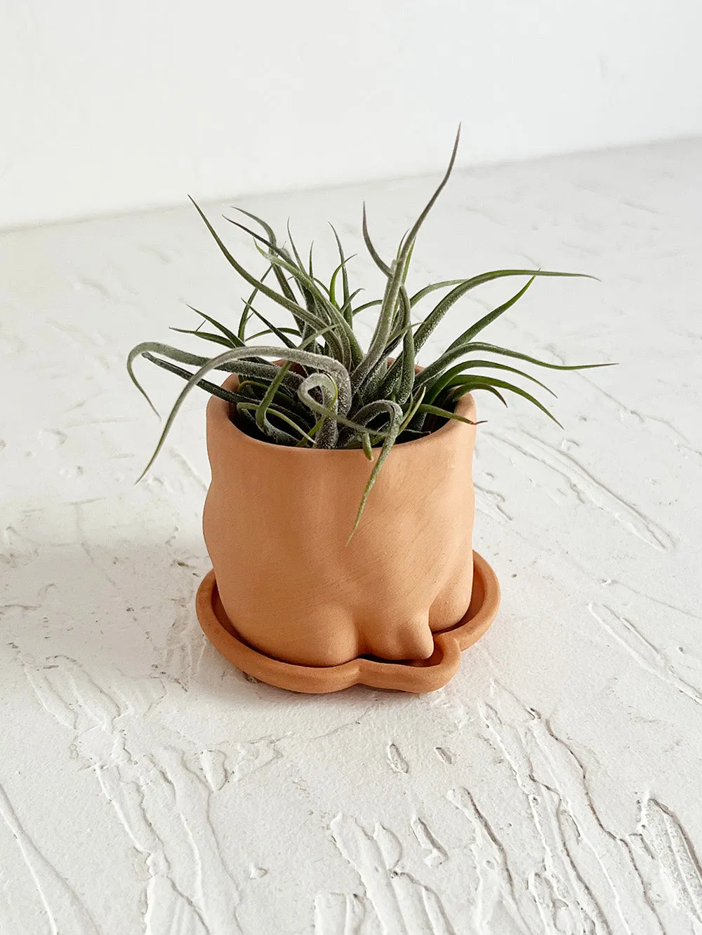 2.5 Terra-Cotta Mini Butt Pot