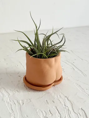 2.5 Terra-Cotta Mini Butt Pot